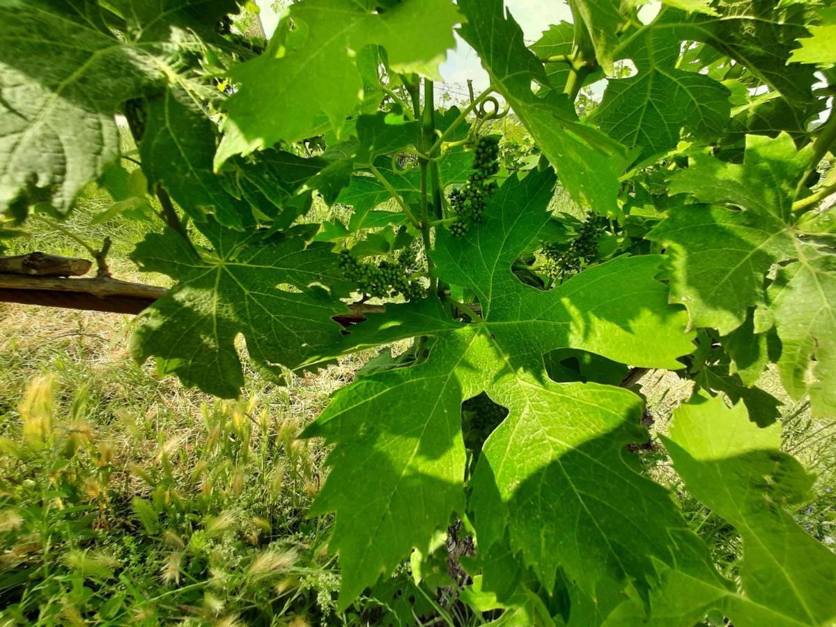 Agriturismo Andreis Alloggi Illasi Εξωτερικό φωτογραφία